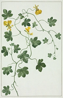 Malvidae Gallery: Tropaeolum peregrinum, Canary creeper