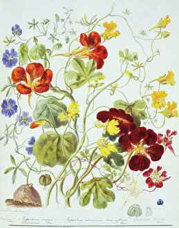 Malvidae Gallery: Tropaeolum sp. nasturtium