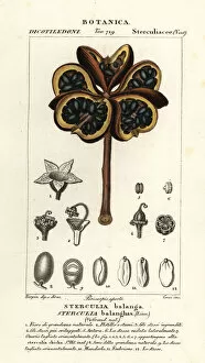 Tropical chestnut or nawa tree, Sterculia balanghas