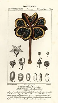 Images Dated 27th March 2020: Tropical chestnut or nawa tree, Sterculia balanghas