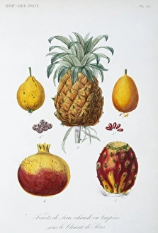 Ananas Comosus Gallery: Tropical Fruits