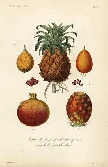 Ananas Gallery: Tropical fruits, fruits de serre chaude ou temperee