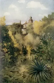 Planted Prints: The Tropical Glen, Monserrate