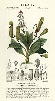 Stipple Gallery: Tropical pitcher plant, Nepenthes distillatoria