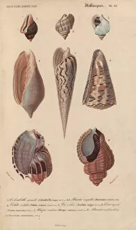 Orbigny Gallery: Tropical shells including Colombella, Buccinum