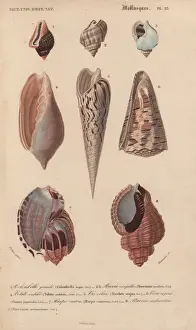 Voluta Prints: Tropical shells including Colombella, Buccinum
