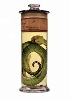 Serpentes Gallery: Tropidolaemus wagleri, green pit viper