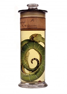 Serpentes Gallery: Tropidolaemus wagleri, green pit viper