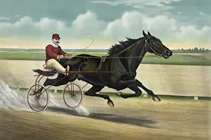 Stallion Prints: Trotting stallion Directum by Director: record 2: 05 1 / 4