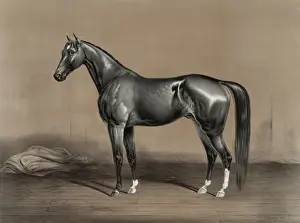 Owned Prints: Trotting stallion Mambrino Champion owned by M. F. Foote
