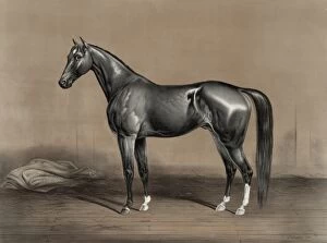 Horses Gallery: Trotting stallion Mambrino Champion owned by M.F. Foote