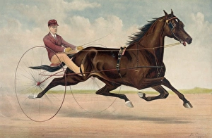 Horses Gallery: Trotting stallion Phallas, driven by Ed. Bithers: by Dictato