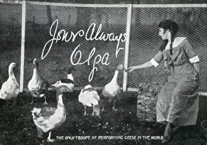 Enclosure Collection: The only troupe of performing Geese in the World