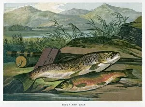 Mixed Gallery: A Trout and a Char