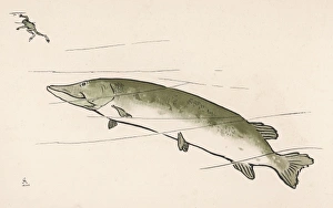 Knowing Collection: Trout and Frog Aldin