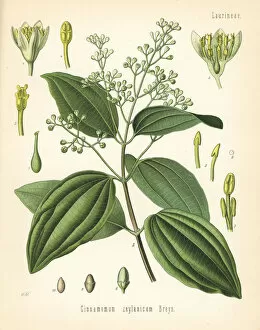 Adolph Gallery: True cinnamon or Ceylon cinnamon, Cinnamomum verum