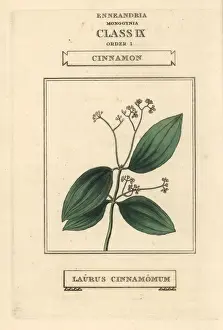 True cinnamon, Cinnamomum verum