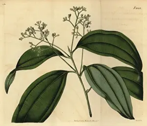 Curtis Prints: True cinnamon tree or Ceylon cinnamon, Cinnamomum verum