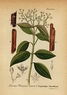 Handbook Collection: True cinnamon tree or Ceylon cinnamon tree, Cinnamomum verum