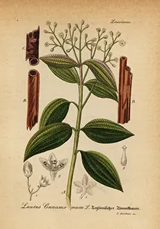 True Prints: True cinnamon tree or Ceylon cinnamon tree, Cinnamomum verum