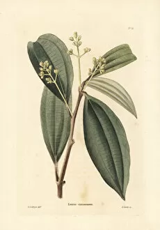 Conrad Gallery: True cinnamon tree, Cinnamomum verum