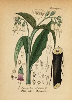 Officinale Prints: True comfrey, Symphytum officinale