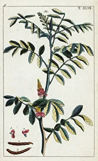 Pomology Prints: True indigo, Indigofera tinctoria