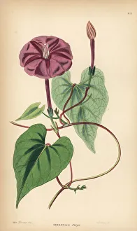 Drake Gallery: True jalap, Ipomoea dumosa