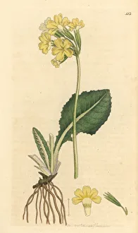Primula Gallery: True oxlip, Primula elatior