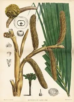 Sago Prints: True sago palm, Metroxylon sagu