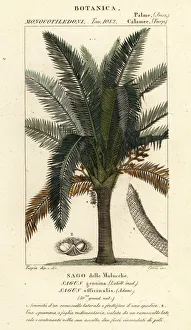 True sago palm, Metroxylon sagu