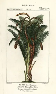 True sago palm, Metroxylon sagu