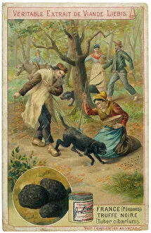 Funghi Collection: Truffle Hunting Dogs 19C