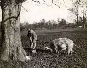 Images Dated 2nd October 2018: TRUFFLE HUNTING PIG 1939