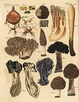 Amethystina Gallery: Truffle, morel, and coral mushrooms