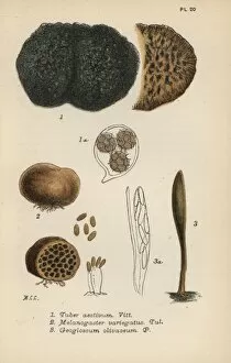 Aestivum Gallery: Truffle, Tuber aestivum 1, red truffle, Melanogaster