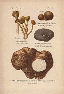Aestivum Gallery: Truffle varieties, Tuber aestivum, and jelly