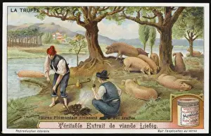 Funghi Prints: Truffles Liebig 2