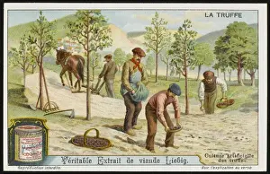 Suitable Prints: Truffles Liebig 4