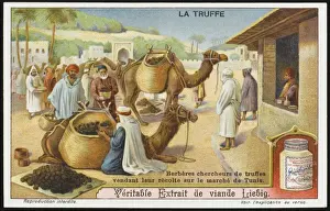 Truffle Prints: Truffles Liebig 6