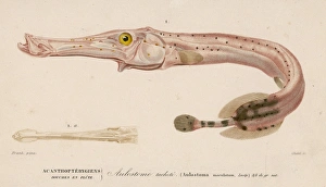 Maculatum Gallery: Trumpet Fish