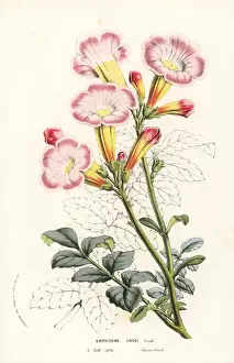 Trumpet flower, Incarvillea emodi
