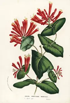 Trumpet Prints: Trumpet honeysuckle, Lonicera sempervirens