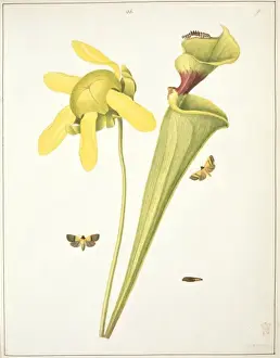 Trumpet leaf moths