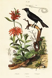 Adolph Fries Prints: Trumpet manucode, beetle and wild dagga