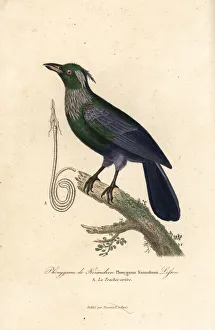 Primevere Collection: Trumpet manucode, Phonygammus keraudrenii