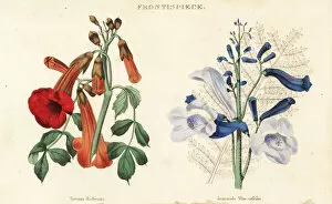Botanist Collection: Trumpet vine, Campsis radicans, and blue jacaranda