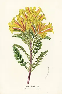 Trumpet vine, Tecoma fulva