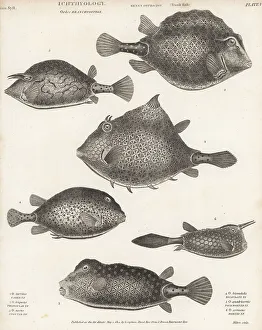Hurst Prints: Trunkfish, cowfish and turretfish