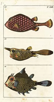 Encyclopedia Collection: Trunkfish and longhorn cowfish